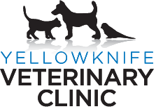 Veterinarians in Yellowknife, NT | Yellowknife Veterinary Clinic